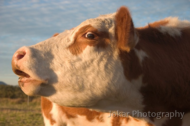 Booral 0072-2.jpg - Keith's cow, Booral NSW